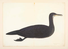 Offset Lithograph of "Comorant, Juvenile", PL 11 from the "The  Great Bird Book" by Olof Rudbeck The Younger
