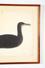 Offset Lithograph of "Comorant, Juvenile", PL 11 from the "The  Great Bird Book" by Olof Rudbeck The Younger