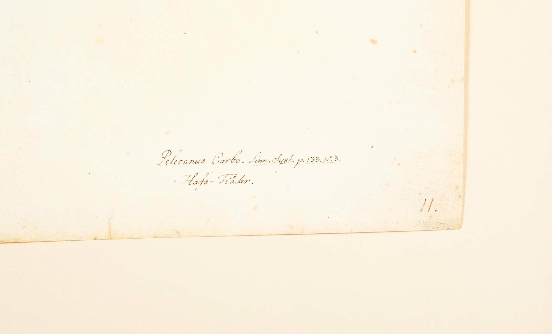 Offset Lithograph of "Comorant, Juvenile", PL 11 from the "The  Great Bird Book" by Olof Rudbeck The Younger