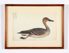 Offset Lithograph of "Anas Acuta Caidacita, Female" from the "The  Great Bird Book" by Olof Rudbeck The Younger