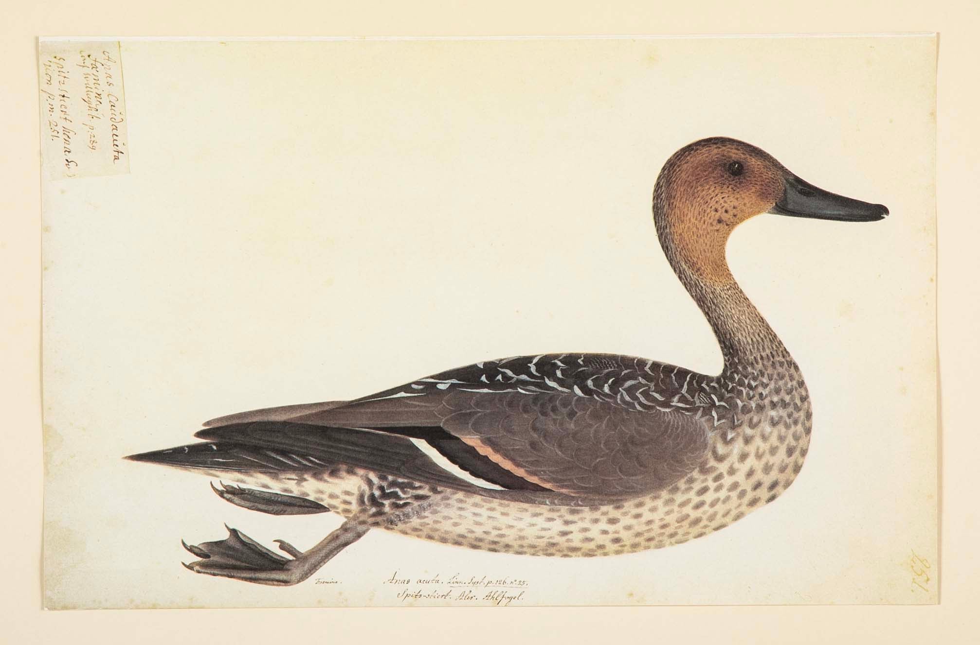 Offset Lithograph of "Anas Acuta Caidacita, Female" from the "The  Great Bird Book" by Olof Rudbeck The Younger