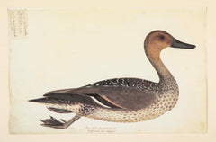 Offset Lithograph of "Anas Acuta Caidacita, Female" from the "The  Great Bird Book" by Olof Rudbeck The Younger