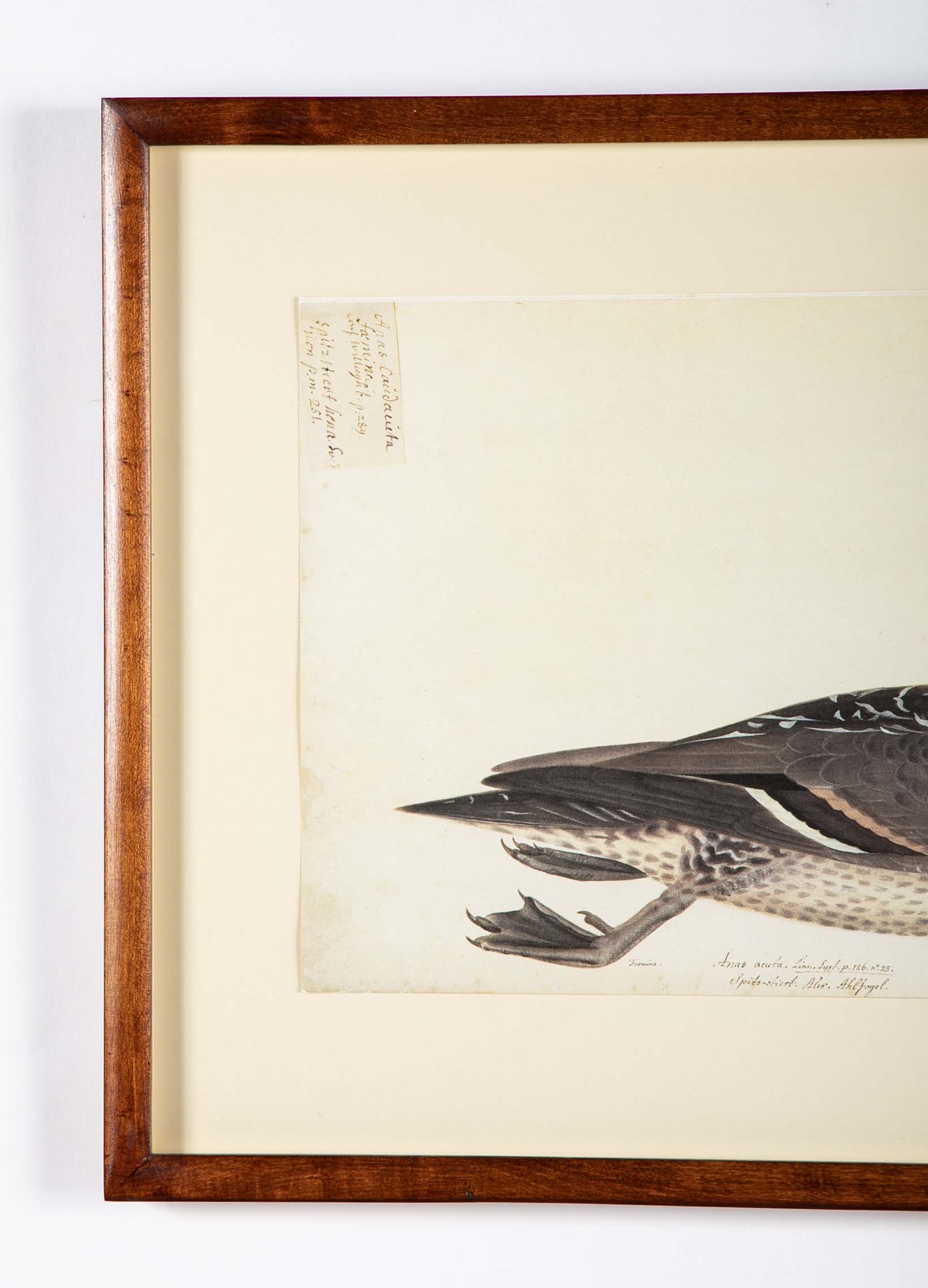 Offset Lithograph of "Anas Acuta Caidacita, Female" from the "The  Great Bird Book" by Olof Rudbeck The Younger