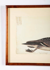 Offset Lithograph of "Anas Acuta Caidacita, Female" from the "The  Great Bird Book" by Olof Rudbeck The Younger