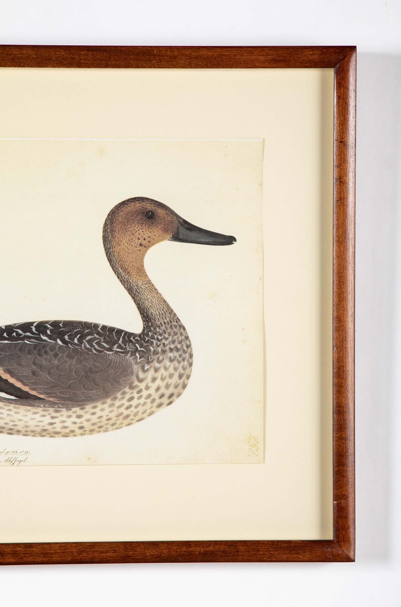 Offset Lithograph of "Anas Acuta Caidacita, Female" from the "The  Great Bird Book" by Olof Rudbeck The Younger