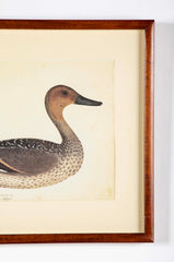 Offset Lithograph of "Anas Acuta Caidacita, Female" from the "The  Great Bird Book" by Olof Rudbeck The Younger