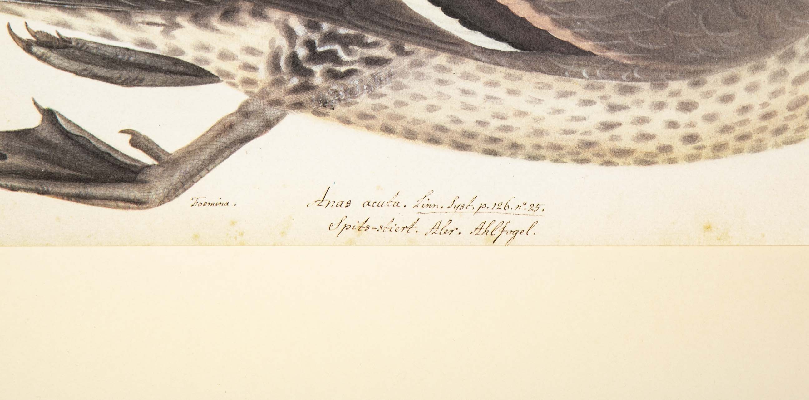 Offset Lithograph of "Anas Acuta Caidacita, Female" from the "The  Great Bird Book" by Olof Rudbeck The Younger