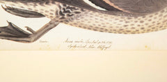 Offset Lithograph of "Anas Acuta Caidacita, Female" from the "The  Great Bird Book" by Olof Rudbeck The Younger