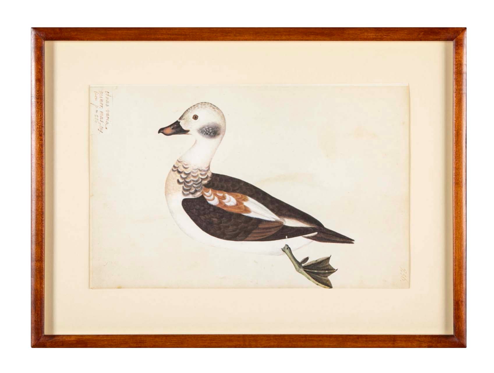 Offset Lithograph of "Anas Varia Minor, Male" from the "The  Great Bird Book" by Olof Rudbeck The Younger