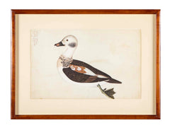 Offset Lithograph of "Anas Varia Minor, Male" from the "The  Great Bird Book" by Olof Rudbeck The Younger
