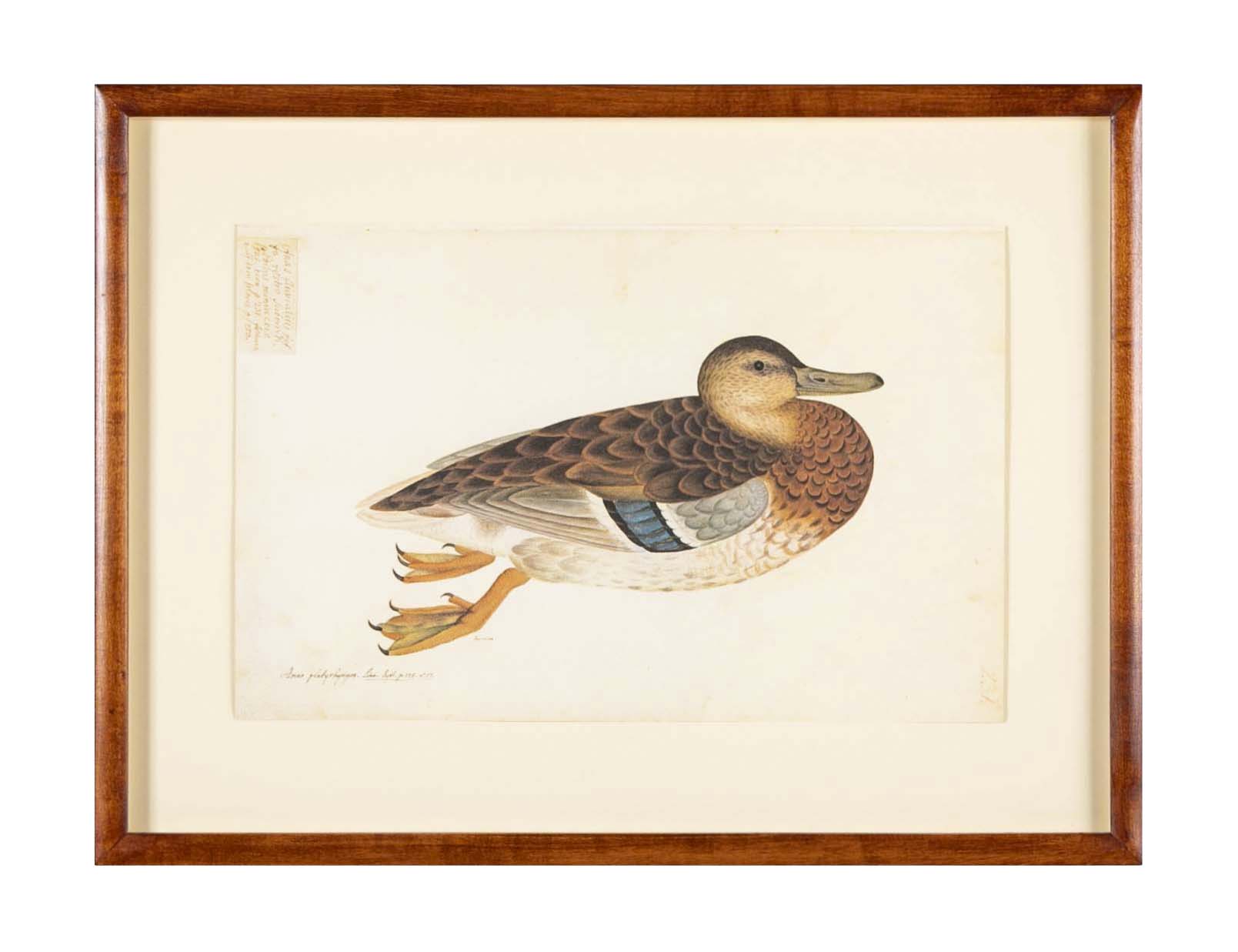 Offset Lithograph of "Anas Platyrhynchos Female" from the "The  Great Bird Book" by Olof Rudbeck The Younger