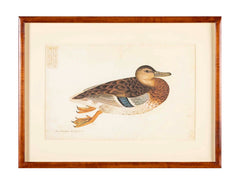 Offset Lithograph of "Anas Platyrhynchos Female" from the "The  Great Bird Book" by Olof Rudbeck The Younger