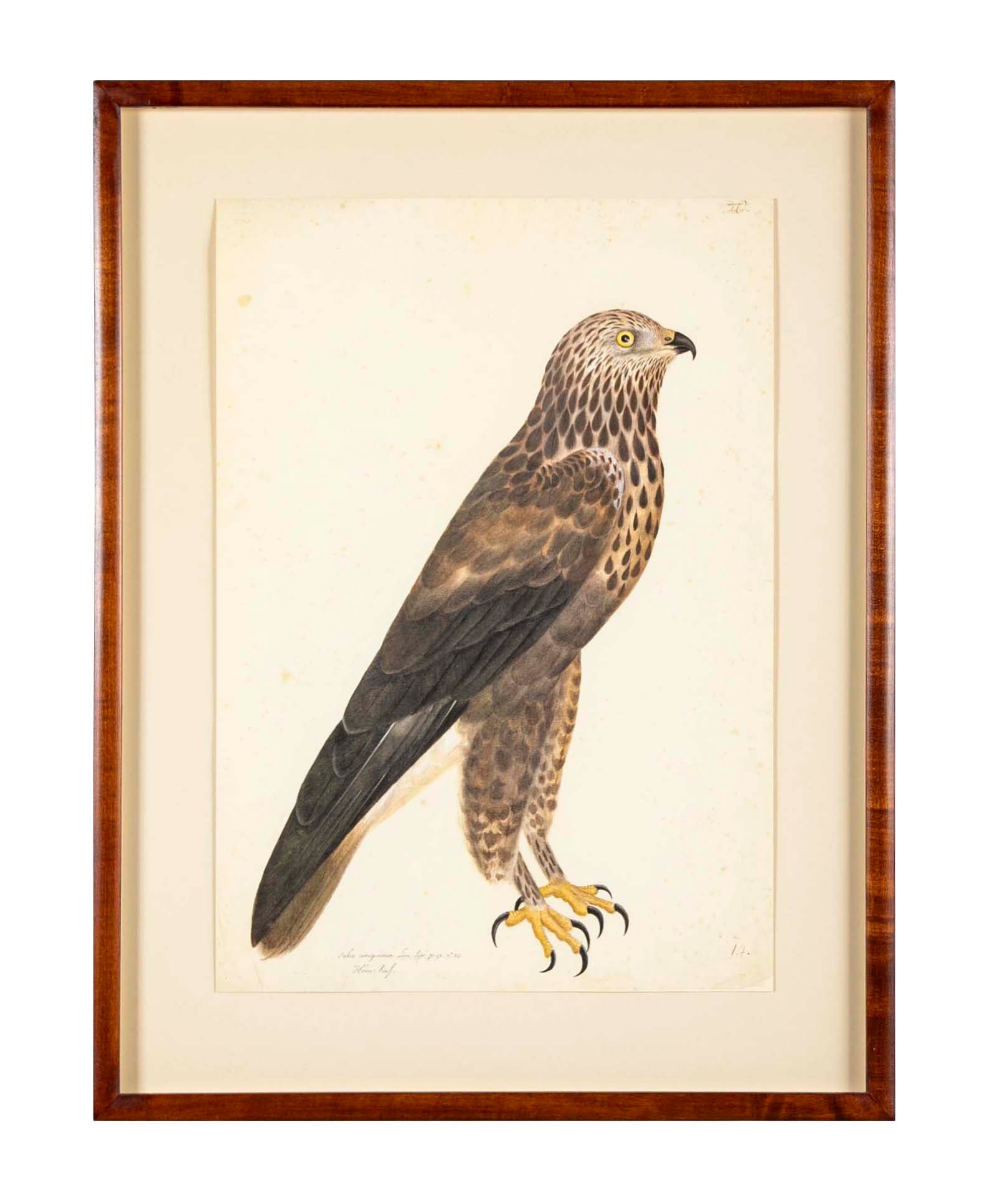 Offset Lithograph of "Rough-Legged Buzzard" from the "The  Great Bird Book" by Olof Rudbeck The Younger