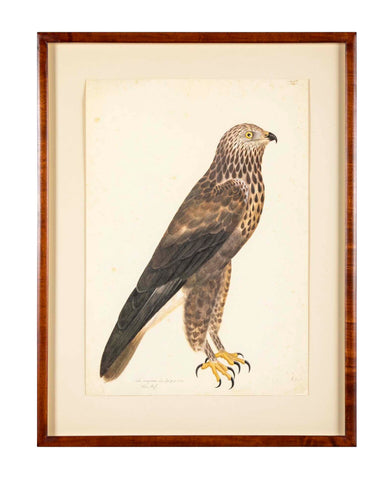 Offset Lithograph of "Rough-Legged Buzzard" from the "The  Great Bird Book" by Olof Rudbeck The Younger