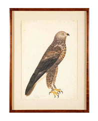 Offset Lithograph of "Rough-Legged Buzzard" from the "The  Great Bird Book" by Olof Rudbeck The Younger