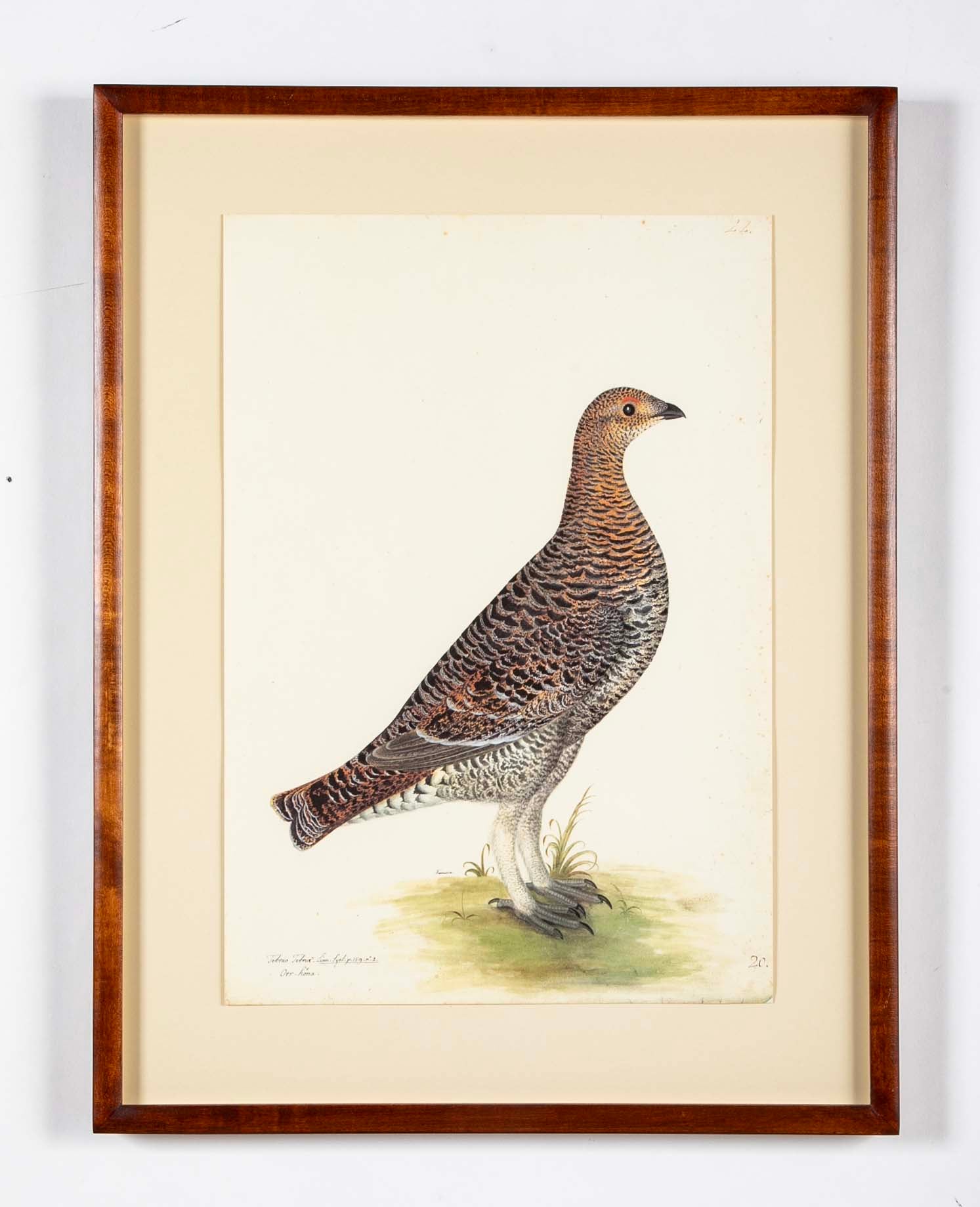 Offset Lithograph of "Black Grouse Hen, PL 20"  from the "The  Great Bird Book" by Olof Rudbeck The Younger