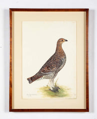 Offset Lithograph of "Black Grouse Hen, PL 20"  from the "The  Great Bird Book" by Olof Rudbeck The Younger