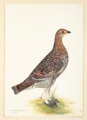 Offset Lithograph of "Black Grouse Hen, PL 20"  from the "The  Great Bird Book" by Olof Rudbeck The Younger