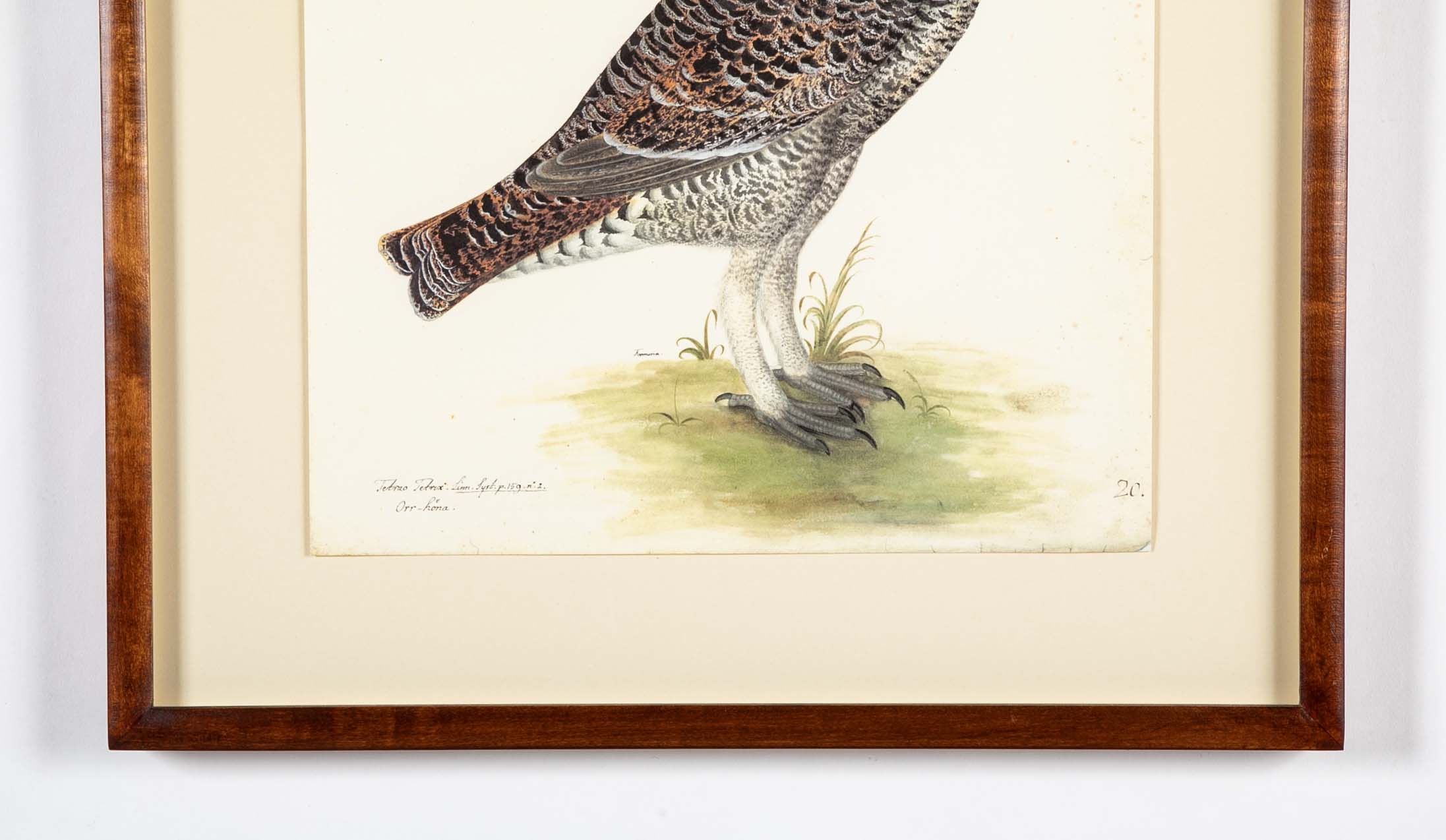 Offset Lithograph of "Black Grouse Hen, PL 20"  from the "The  Great Bird Book" by Olof Rudbeck The Younger