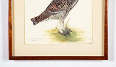 Offset Lithograph of "Black Grouse Hen, PL 20"  from the "The  Great Bird Book" by Olof Rudbeck The Younger