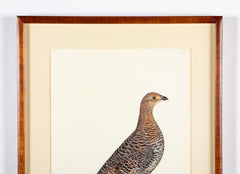 Offset Lithograph of "Black Grouse Hen, PL 20"  from the "The  Great Bird Book" by Olof Rudbeck The Younger