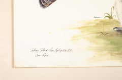 Offset Lithograph of "Black Grouse Hen, PL 20"  from the "The  Great Bird Book" by Olof Rudbeck The Younger
