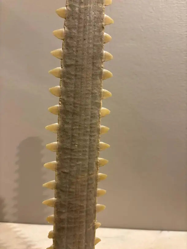 Mid-Century Modern Sawfish Bill on Lucite Base