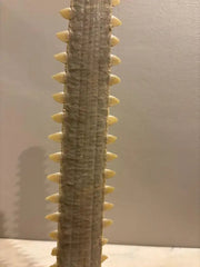 Mid-Century Modern Sawfish Bill on Lucite Base