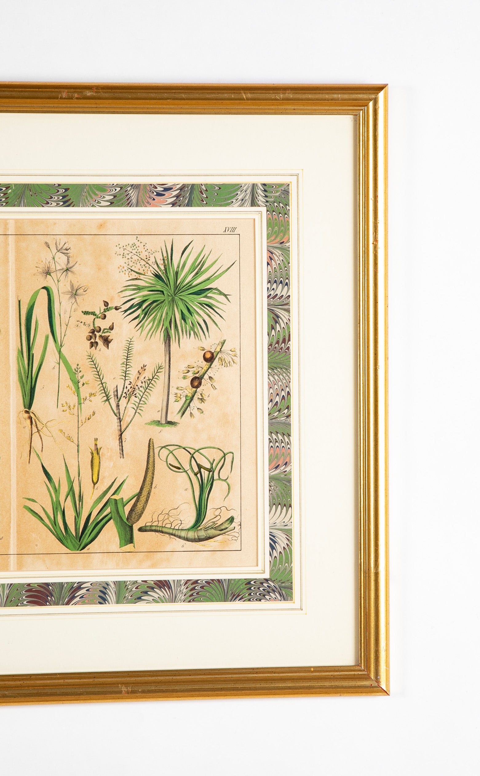 Pair 19th Century German Hand Colored Botanical Prints in Gilt Wood Frames