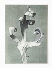 Pair of Tramp Art Frames with Botanicals By Karl Blossfeldt