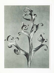 Pair of Tramp Art Frames with Botanicals By Karl Blossfeldt
