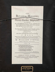 Set of 4 Hand Colored Botanical Prints by William Curtis