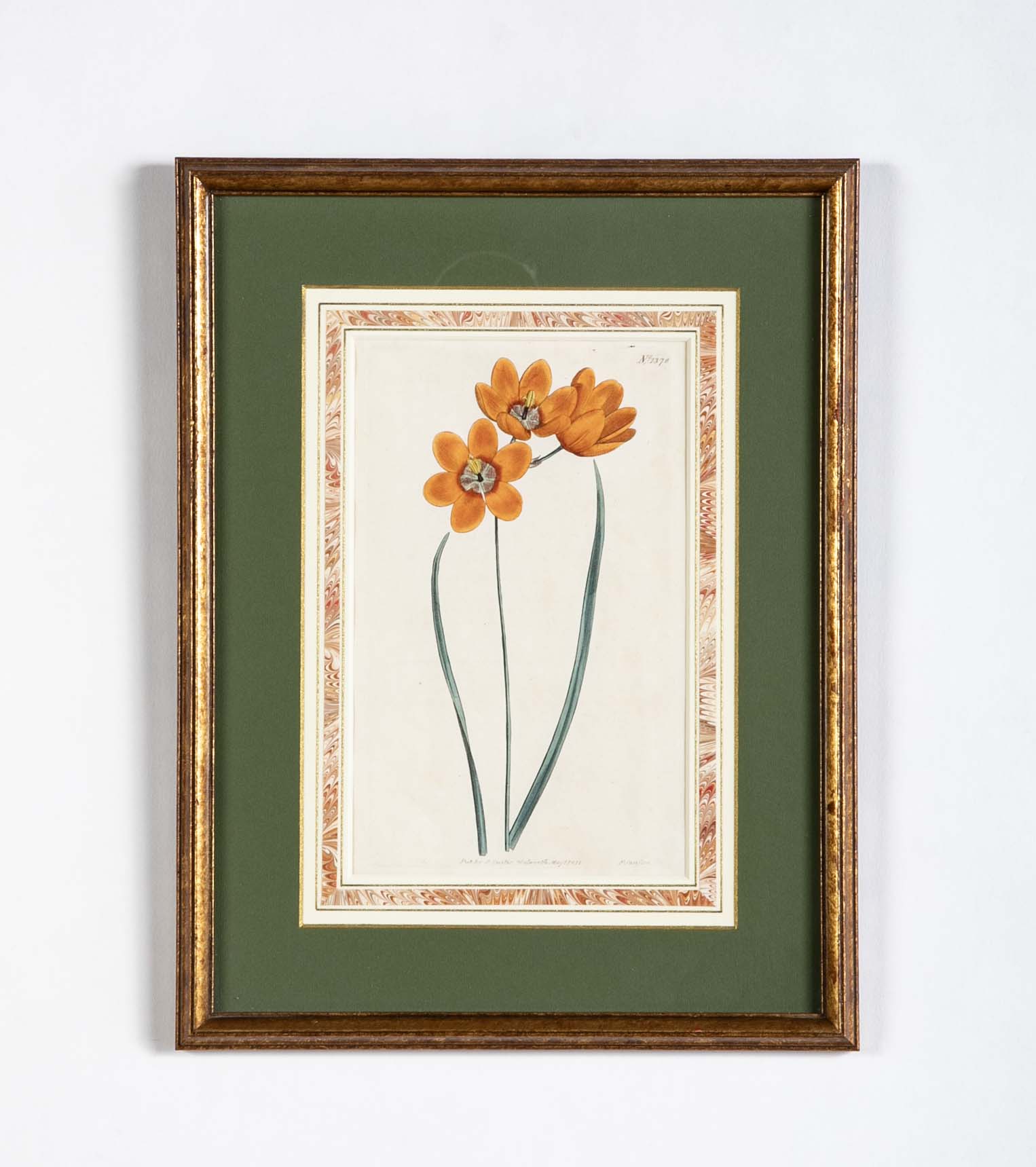 Set of 4 Hand Colored Botanical Prints by William Curtis