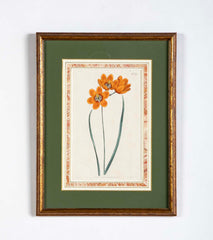 Set of 4 Hand Colored Botanical Prints by William Curtis