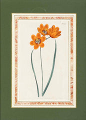 Set of 4 Hand Colored Botanical Prints by William Curtis