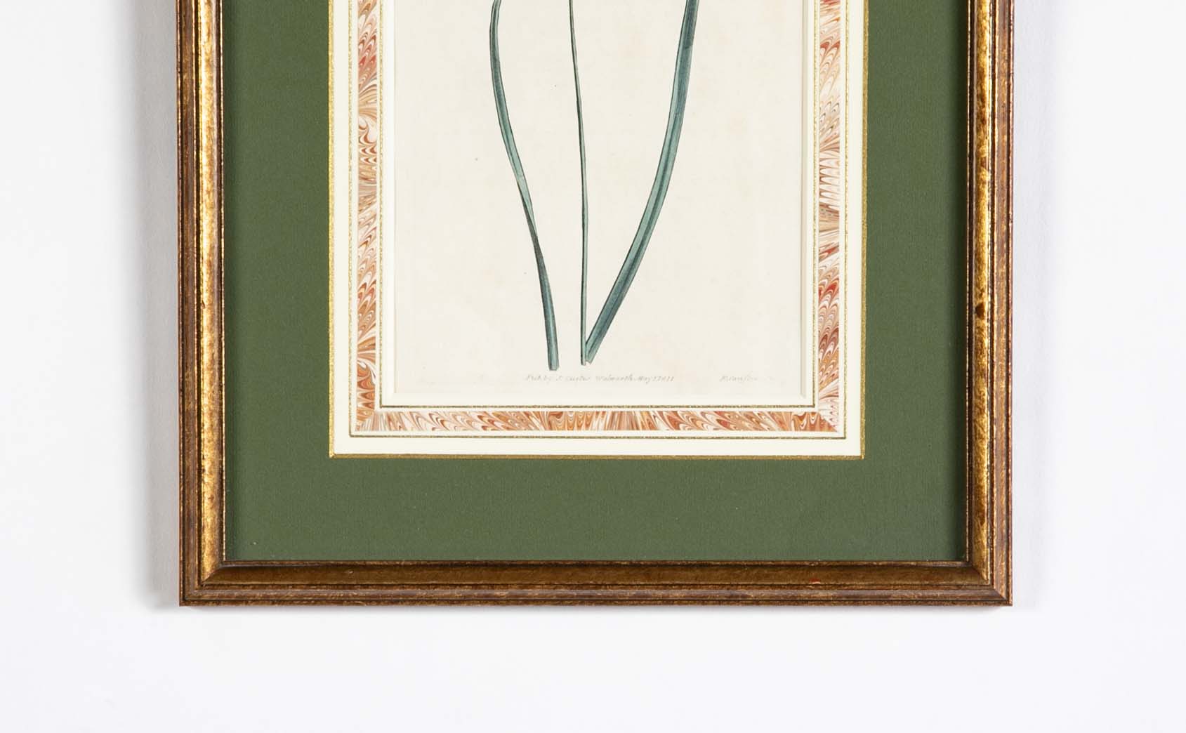 Set of 4 Hand Colored Botanical Prints by William Curtis