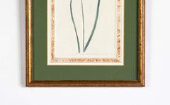 Set of 4 Hand Colored Botanical Prints by William Curtis