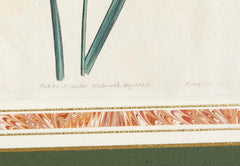 Set of 4 Hand Colored Botanical Prints by William Curtis