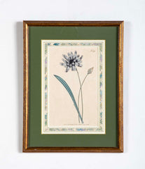 Set of 4 Hand Colored Botanical Prints by William Curtis