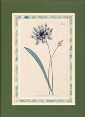 Set of 4 Hand Colored Botanical Prints by William Curtis