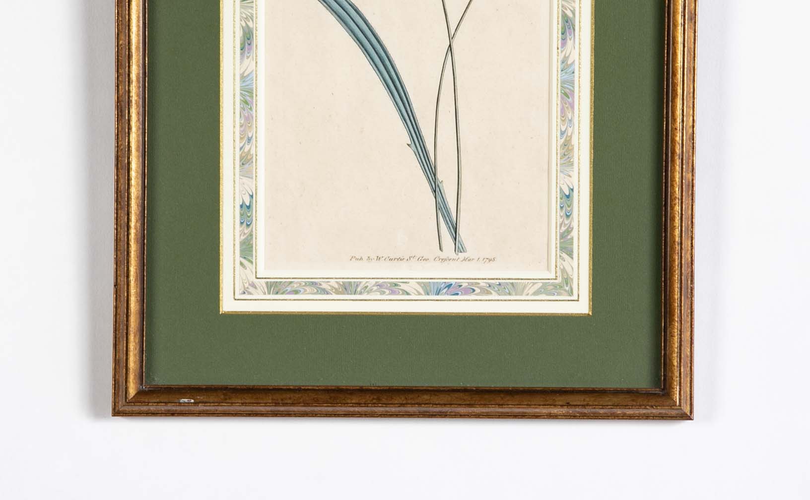 Set of 4 Hand Colored Botanical Prints by William Curtis