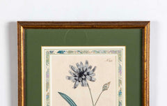 Set of 4 Hand Colored Botanical Prints by William Curtis