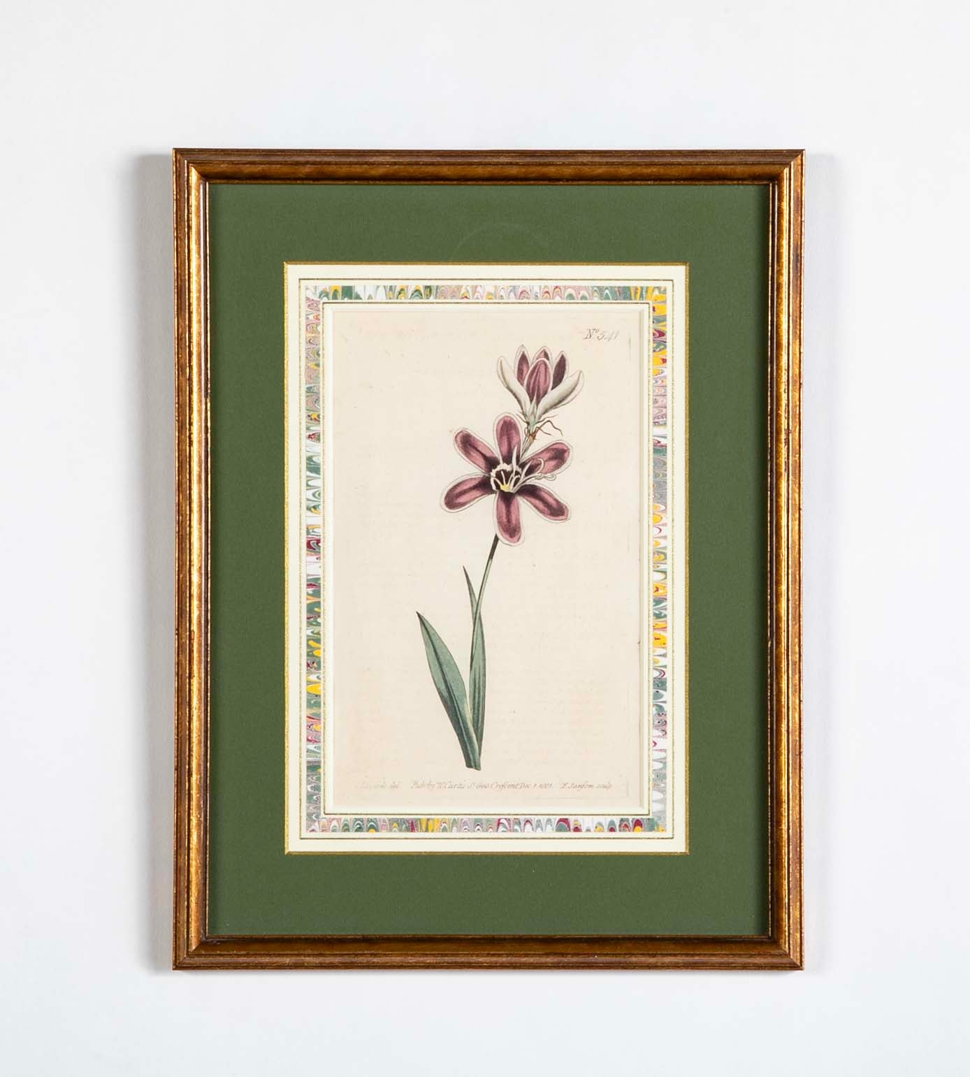 Set of 4 Hand Colored Botanical Prints by William Curtis