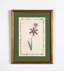 Set of 4 Hand Colored Botanical Prints by William Curtis