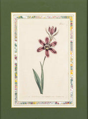 Set of 4 Hand Colored Botanical Prints by William Curtis