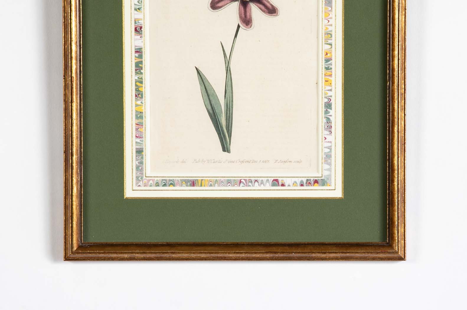 Set of 4 Hand Colored Botanical Prints by William Curtis