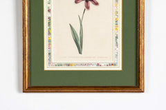 Set of 4 Hand Colored Botanical Prints by William Curtis