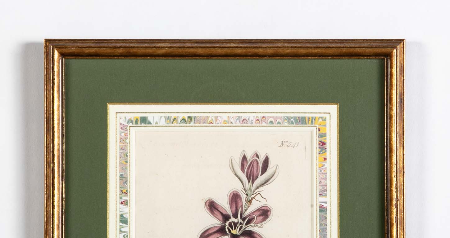Set of 4 Hand Colored Botanical Prints by William Curtis
