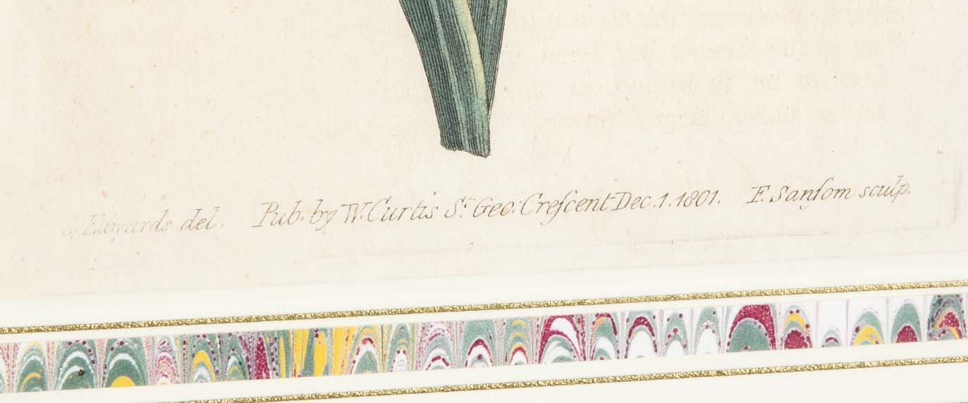 Set of 4 Hand Colored Botanical Prints by William Curtis