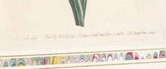 Set of 4 Hand Colored Botanical Prints by William Curtis